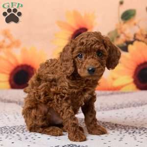 Coco, Miniature Poodle Puppy